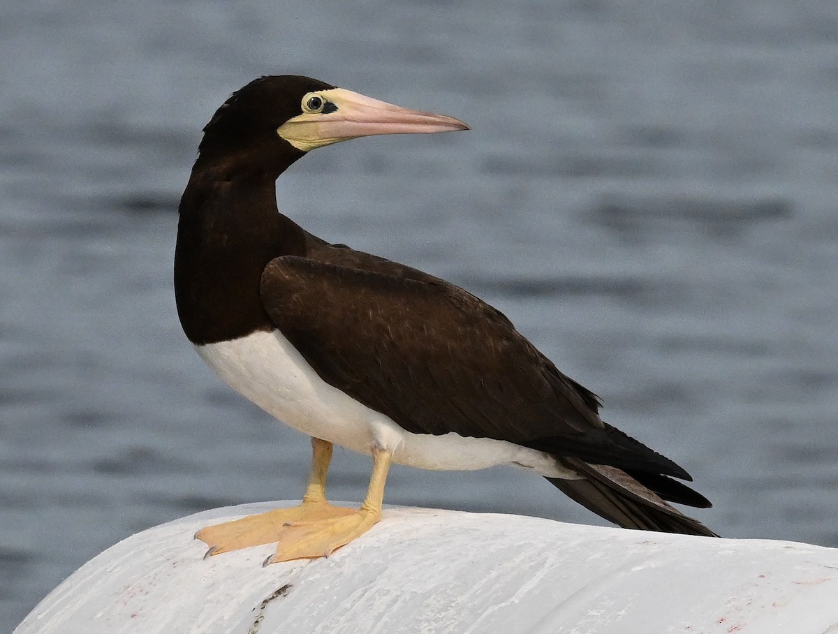 Brown Booby - ML620875550