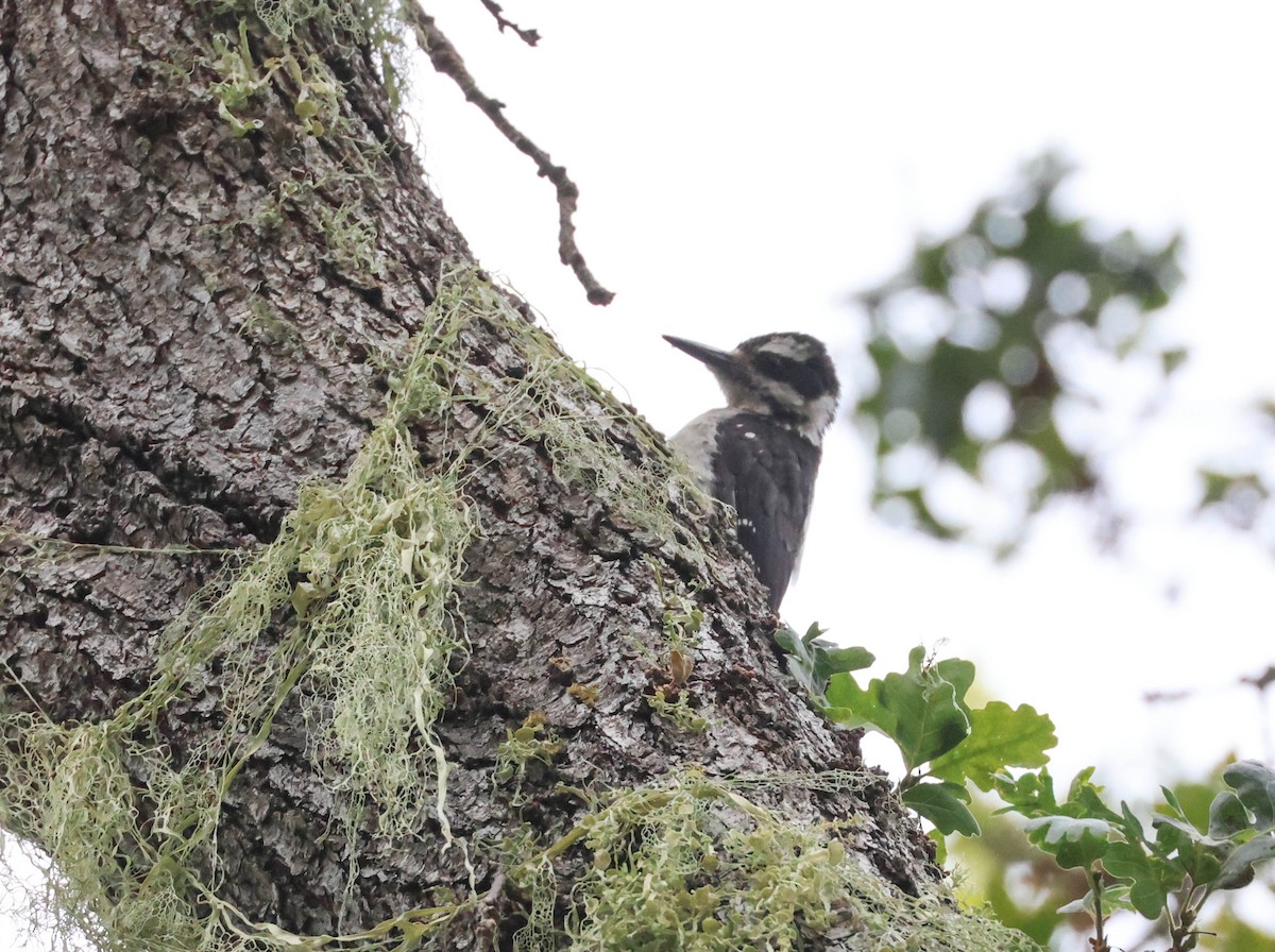 Hairy Woodpecker - ML620875552