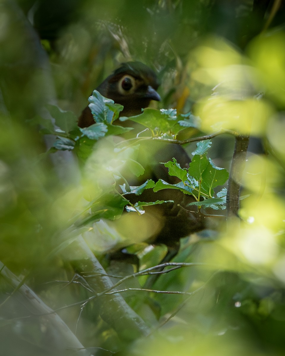 Chestnut-throated Huet-huet - Emiliano Landi