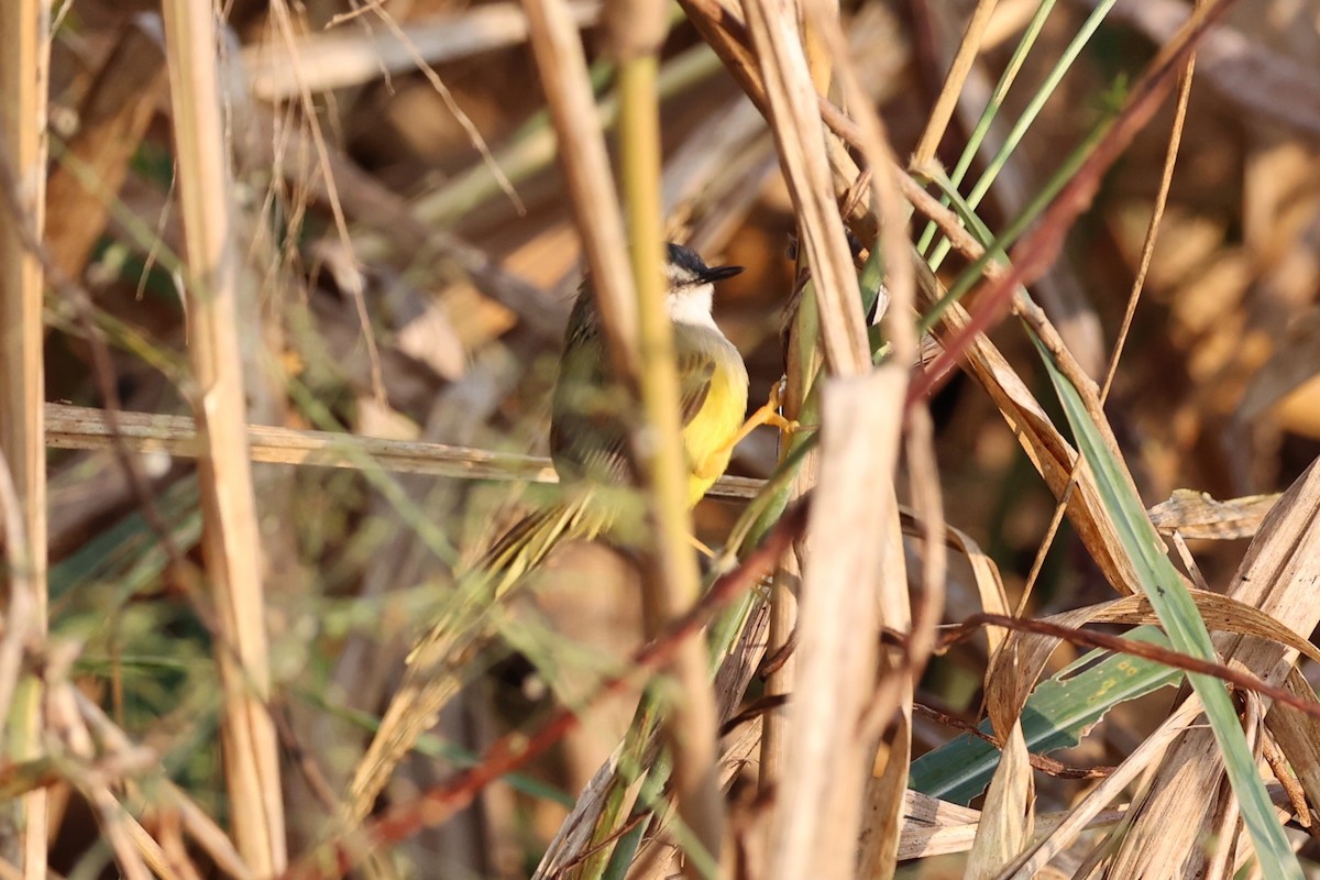 Prinia à ventre jaune - ML620875569