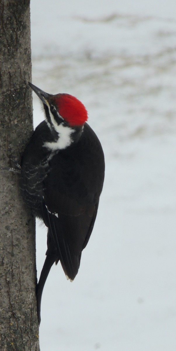 Pileated Woodpecker - ML620875571