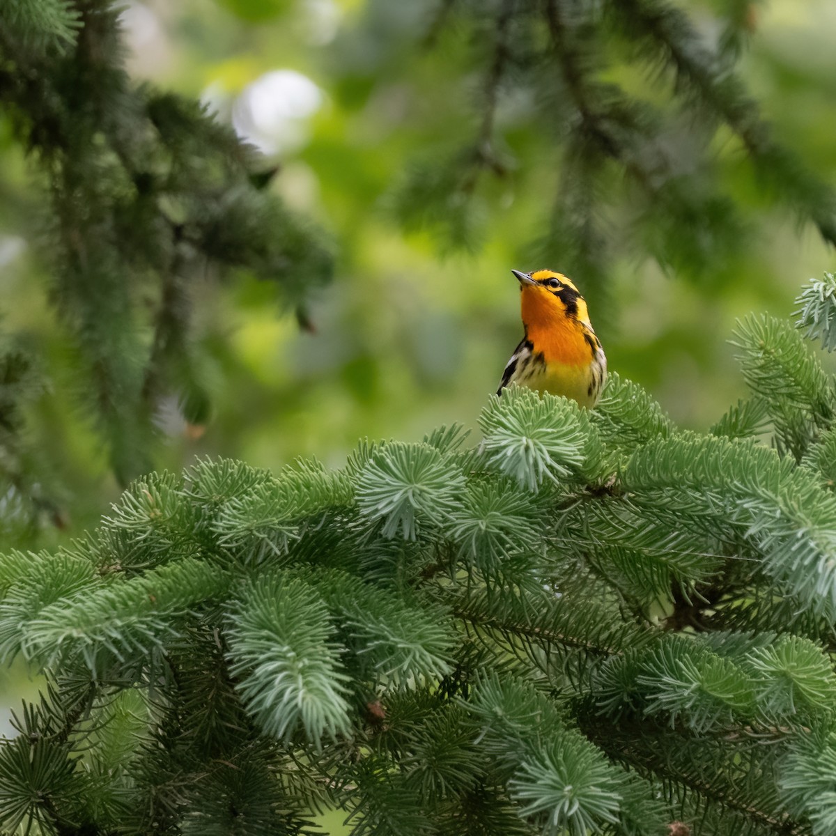 Blackburnian Warbler - ML620875588