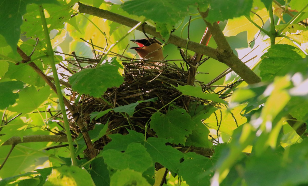 Cedar Waxwing - ML620875590