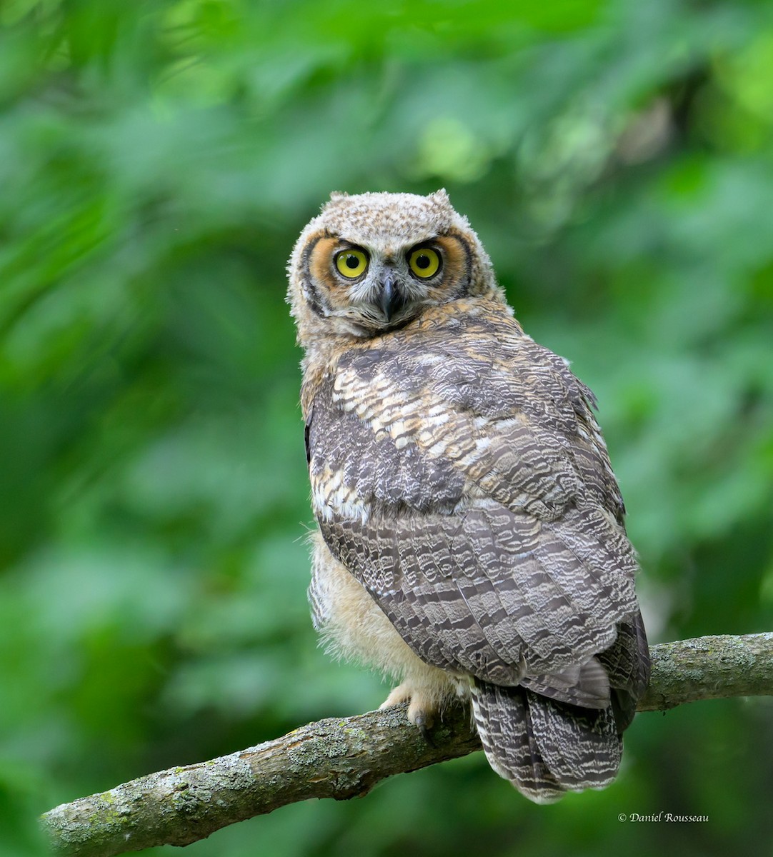 Great Horned Owl - ML620875594