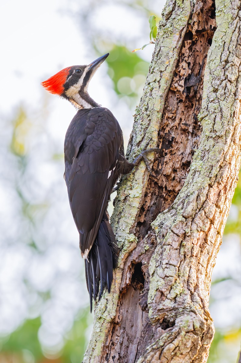 Pileated Woodpecker - ML620875601