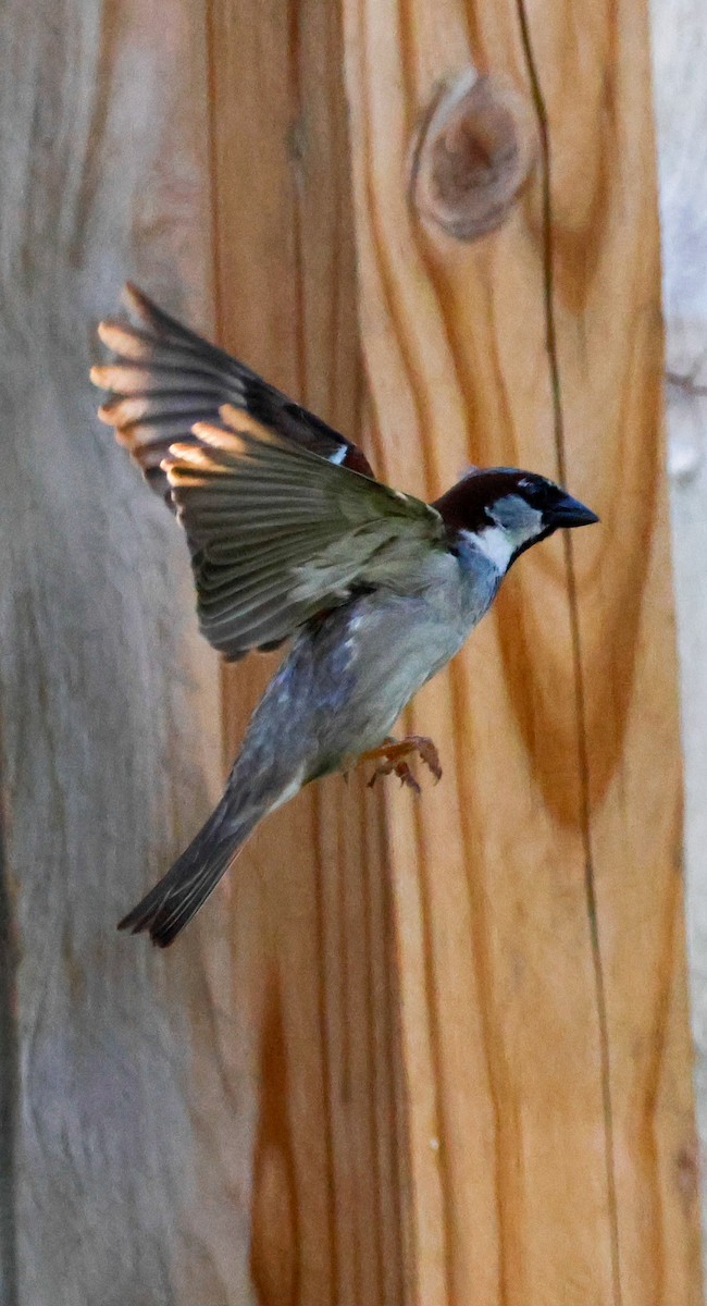 Moineau domestique - ML620875607