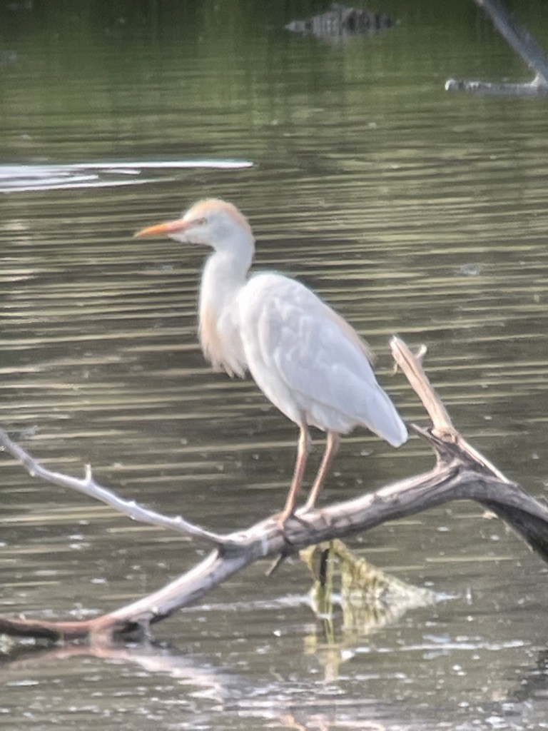 Western Cattle Egret - ML620875623