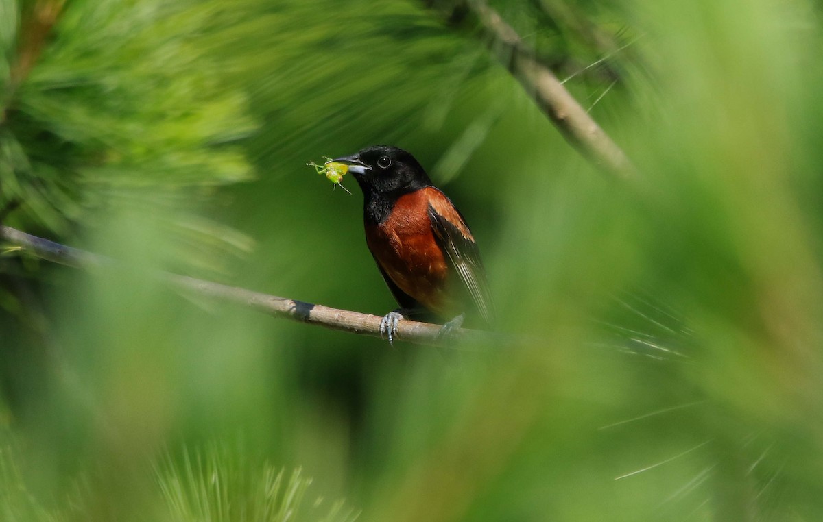 Orchard Oriole - ML620875639