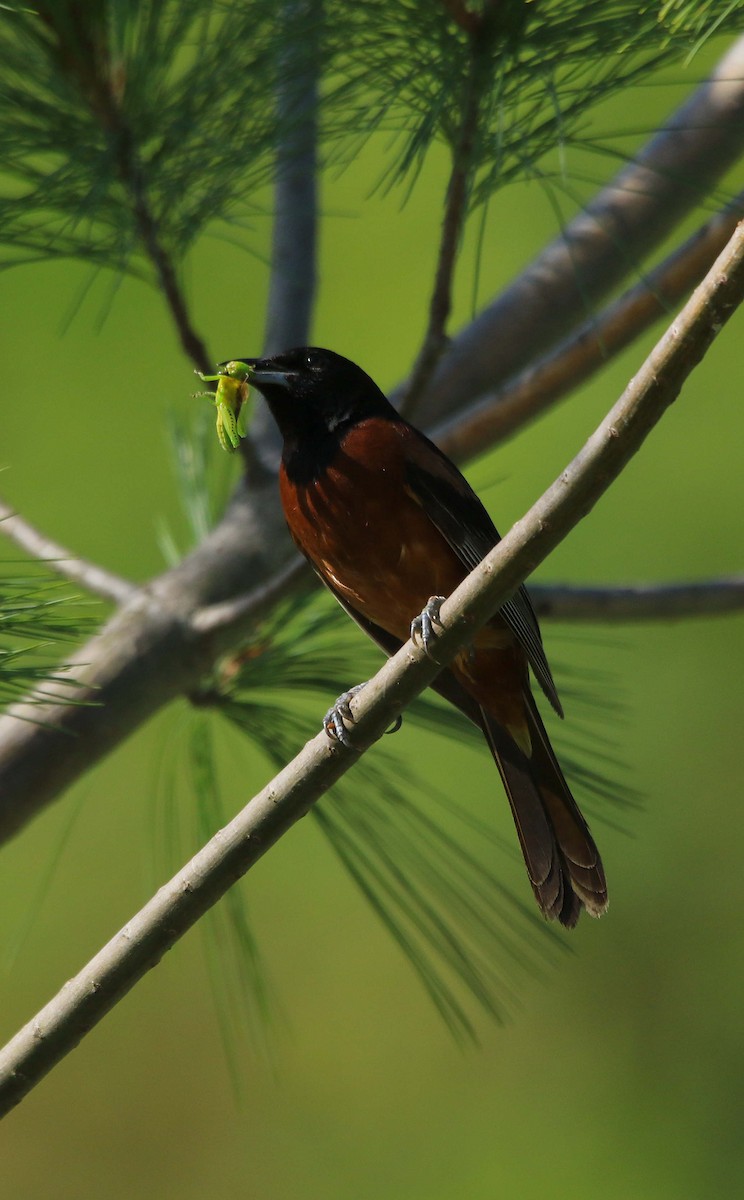 Orchard Oriole - ML620875640