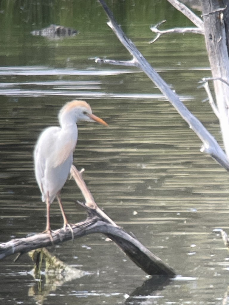 Western Cattle Egret - ML620875642