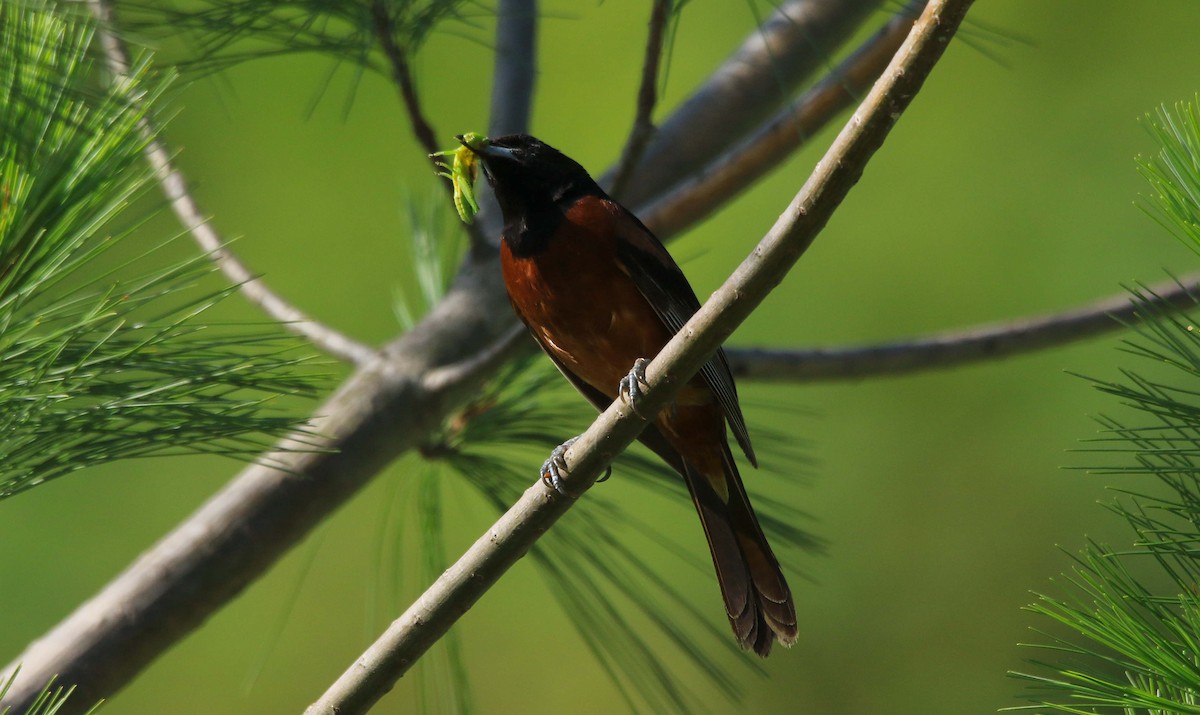Orchard Oriole - ML620875648