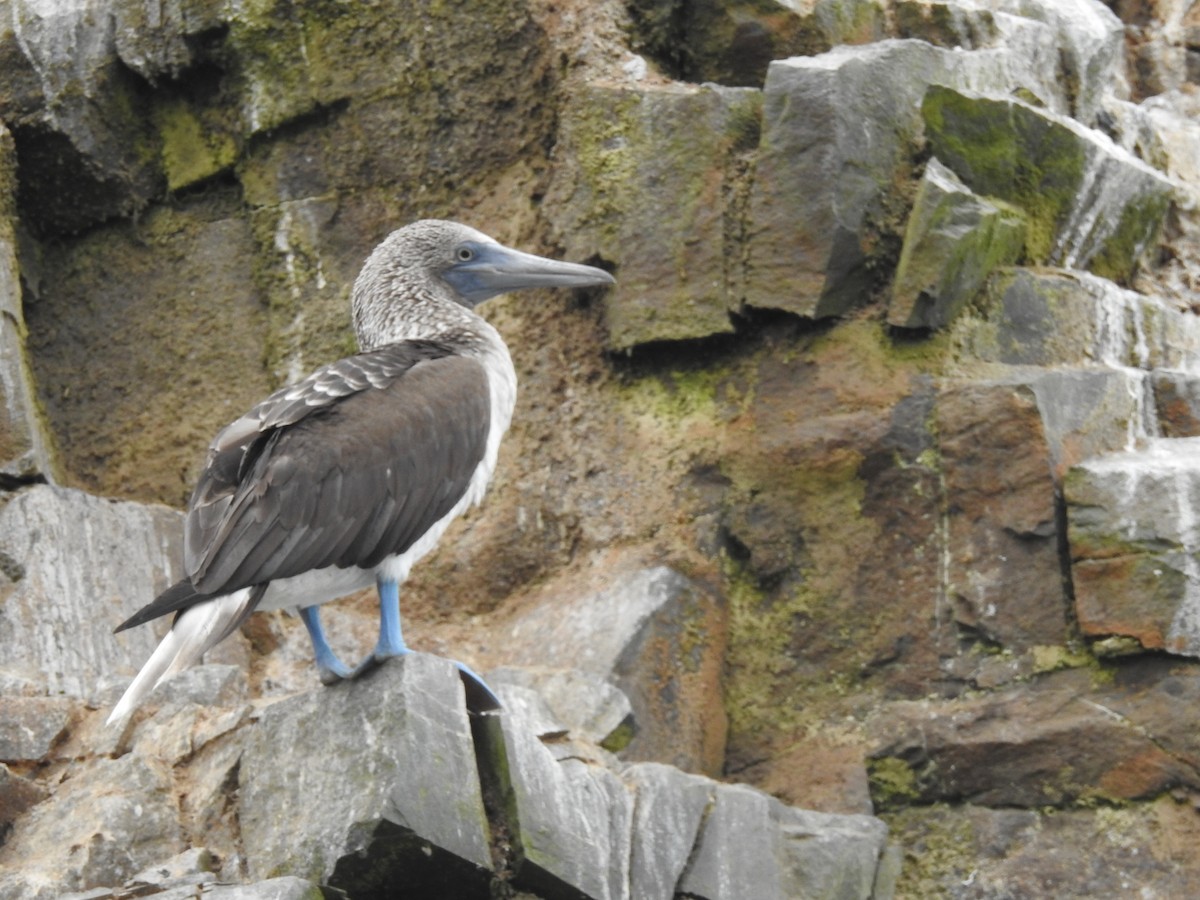 Blue-footed Booby - ML620875668