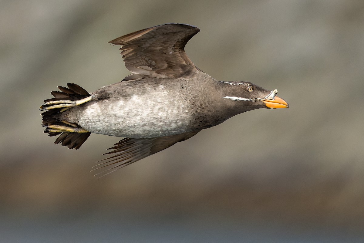 Rhinoceros Auklet - ML620875684