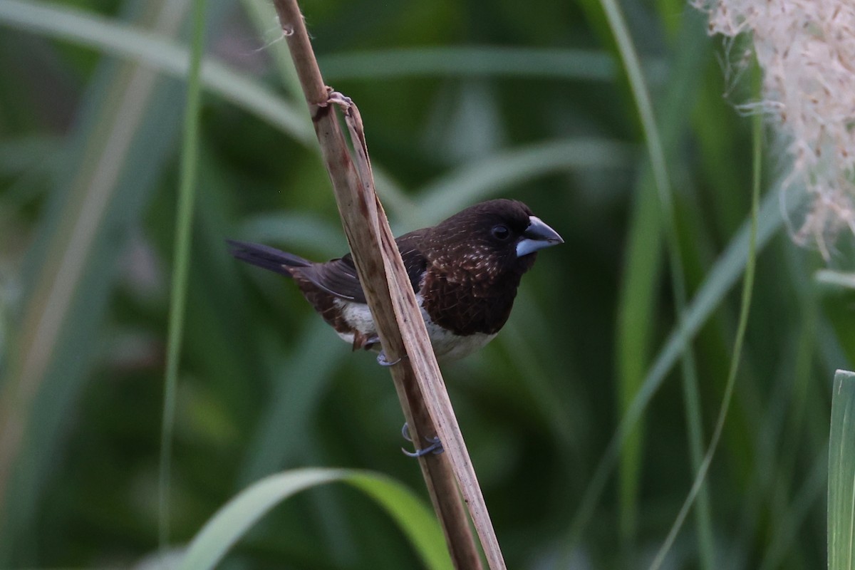 White-rumped Munia - ML620875687