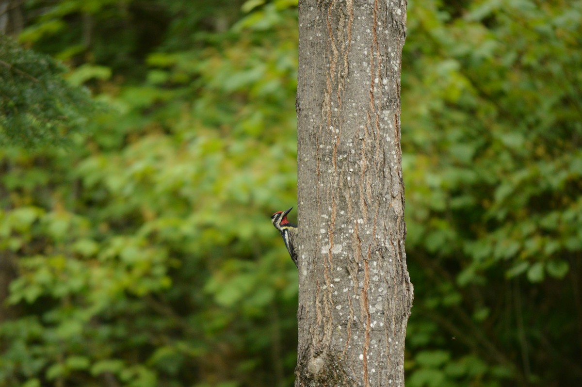 Yellow-bellied Sapsucker - ML620875690