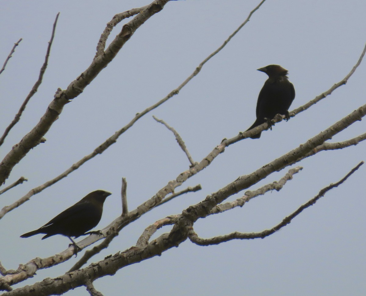 Brown-headed Cowbird - ML620875692