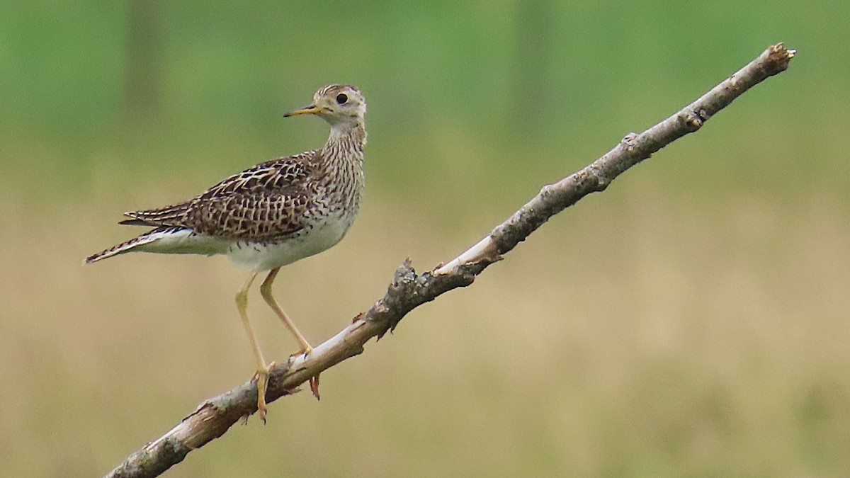 Upland Sandpiper - ML620875694