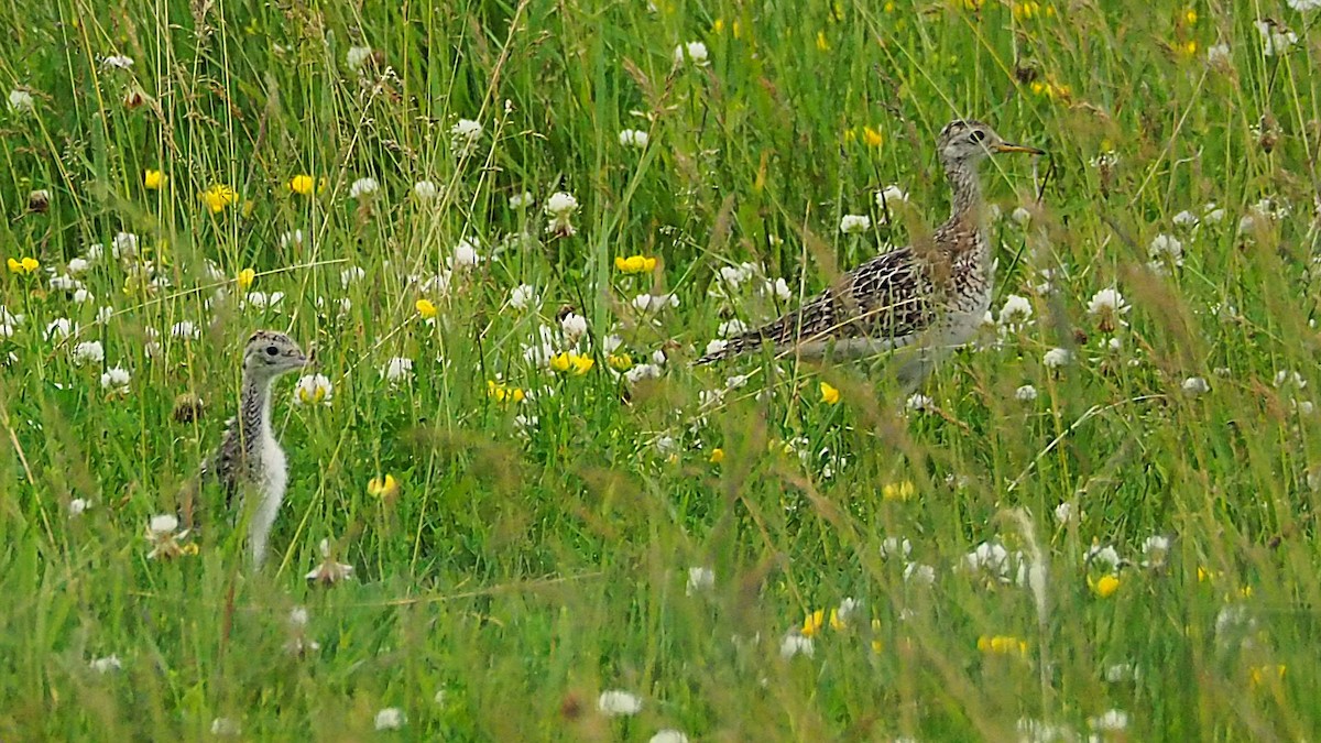 Upland Sandpiper - ML620875695