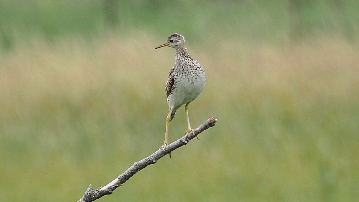 Upland Sandpiper - ML620875697