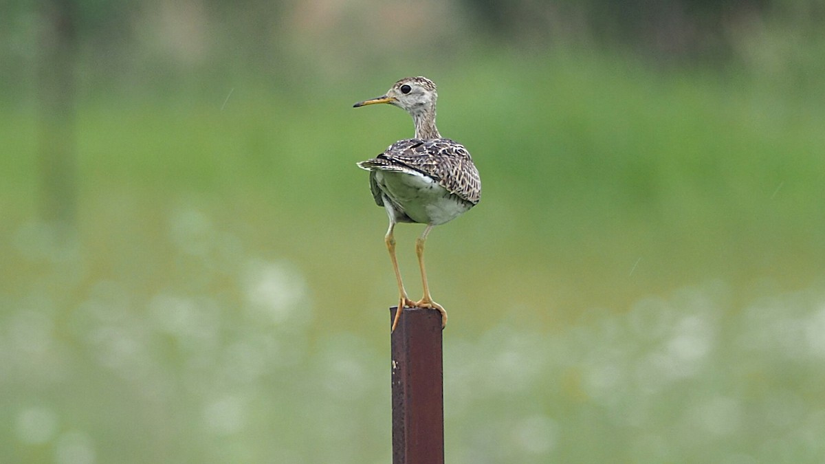 Upland Sandpiper - ML620875700