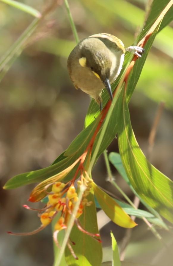 Cryptic Honeyeater - ML620875702