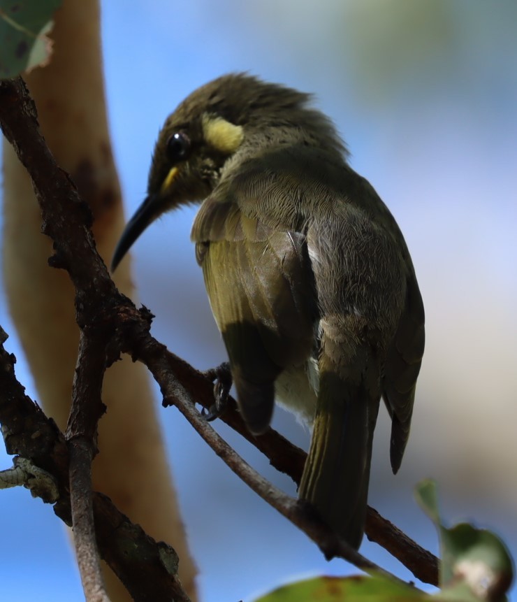 Cryptic Honeyeater - ML620875703