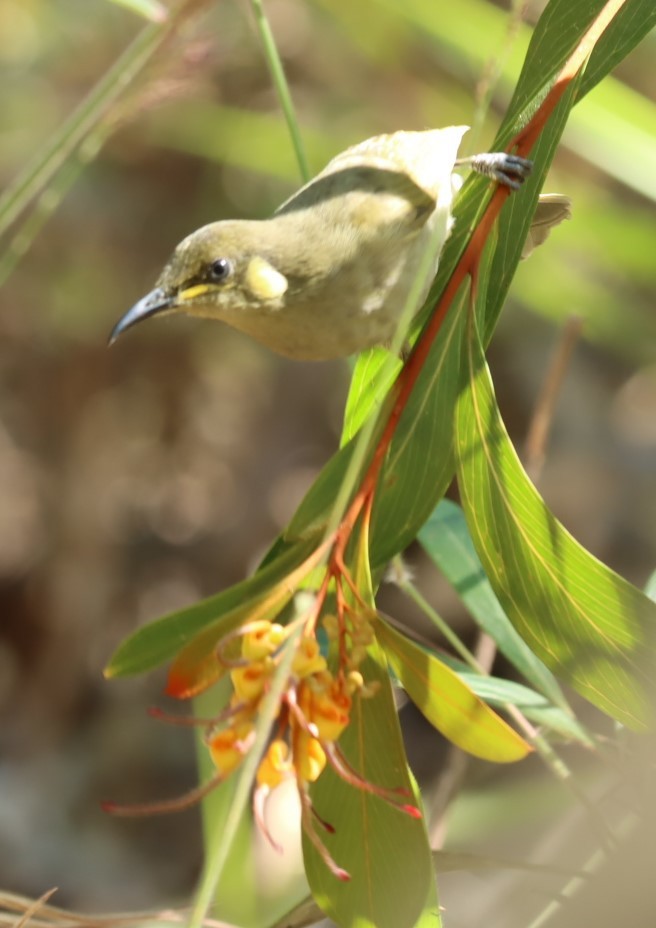 Cryptic Honeyeater - ML620875709