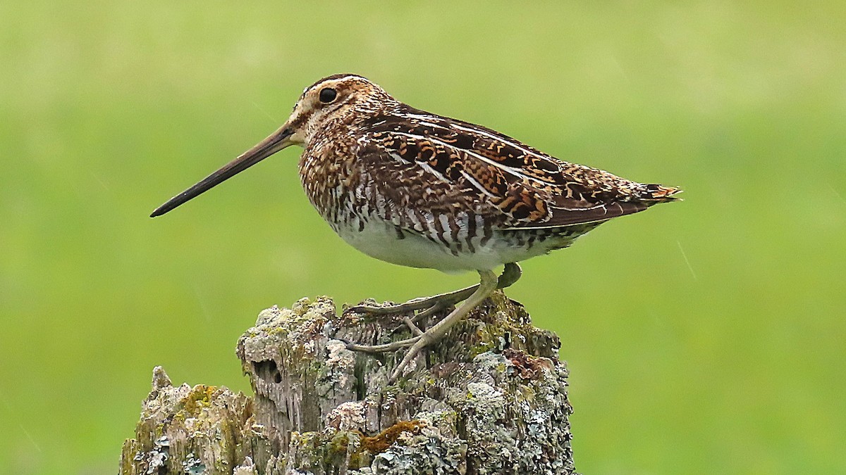 Wilson's Snipe - ML620875711