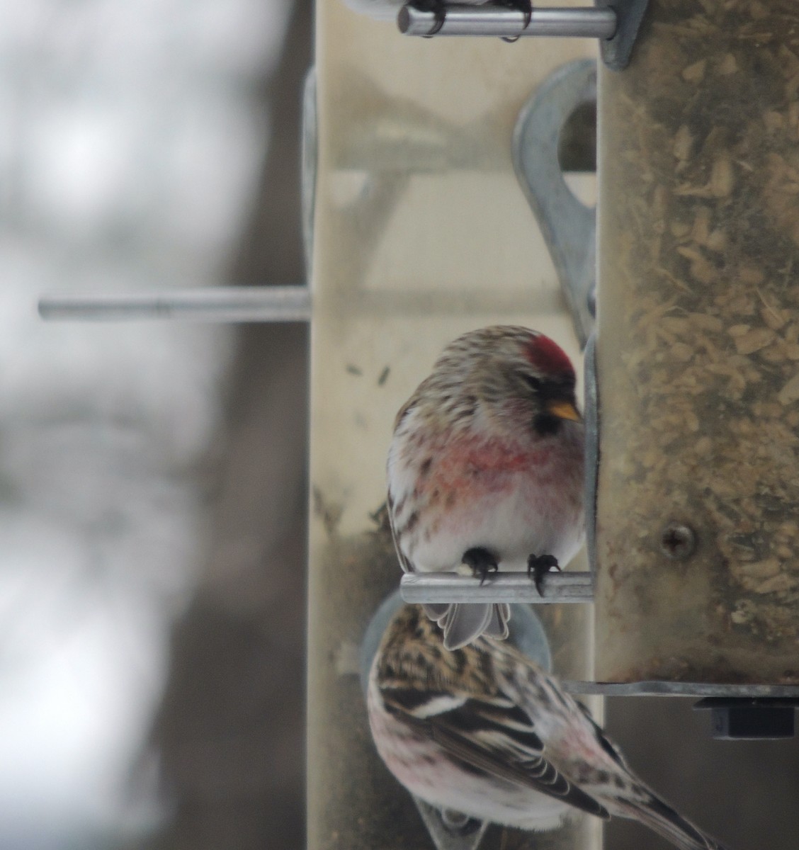 Common Redpoll - ML620875713