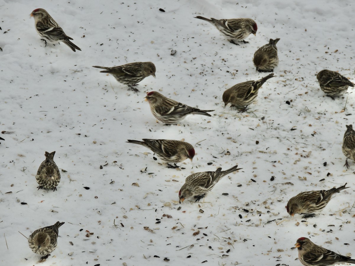 Common Redpoll - Nancy Henke