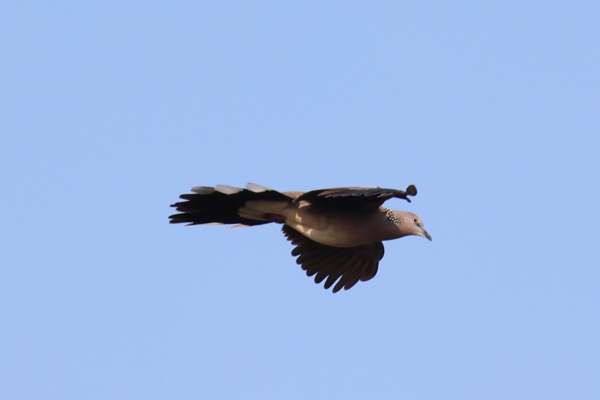 Spotted Dove - ML620875719