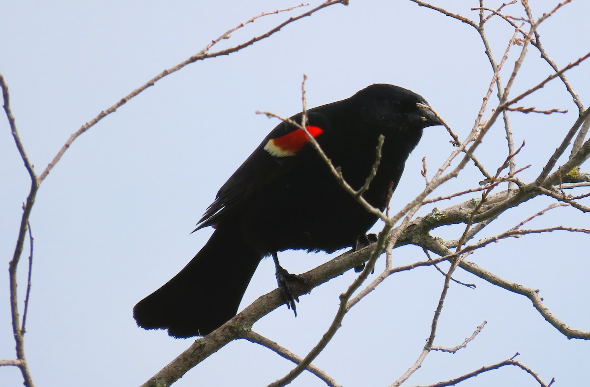 Red-winged Blackbird - Alfred Scott