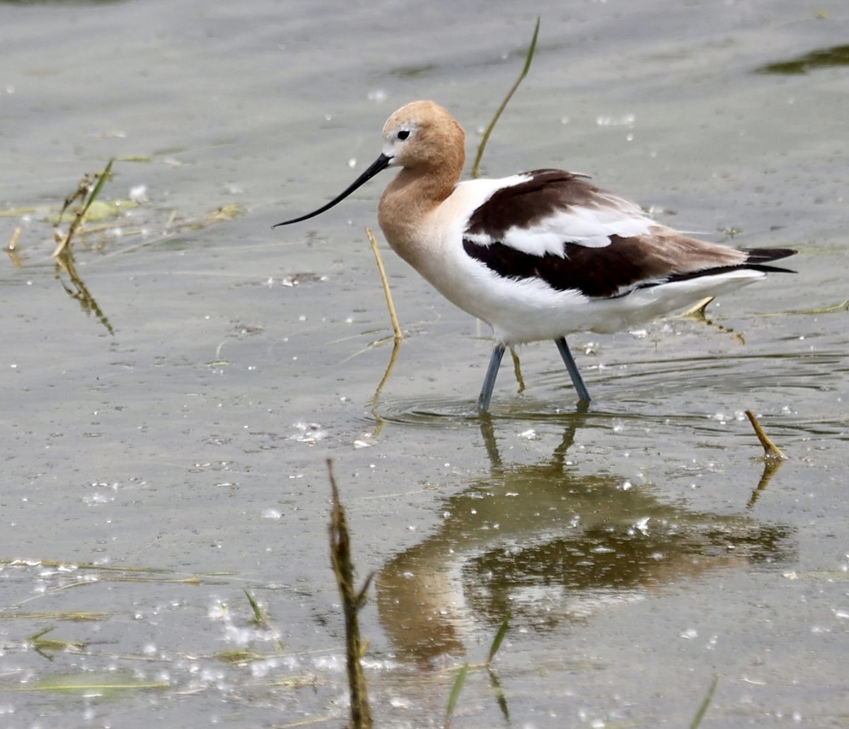 Avoceta Americana - ML620875723