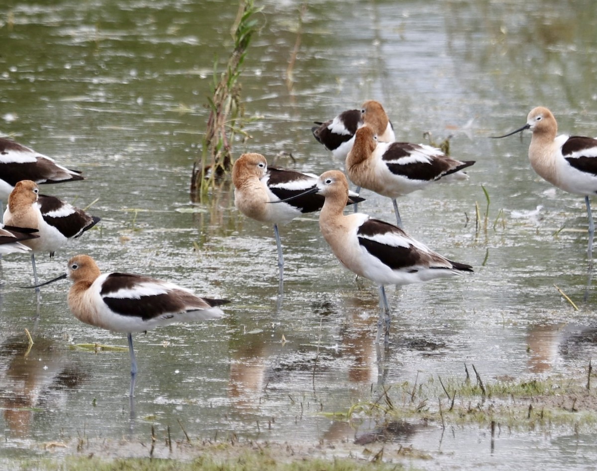 Avoceta Americana - ML620875724