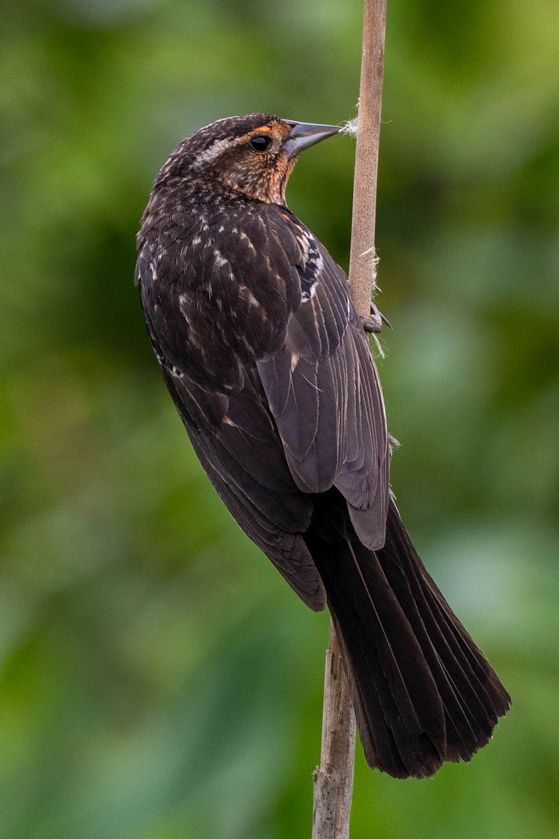 Red-winged Blackbird - ML620875731