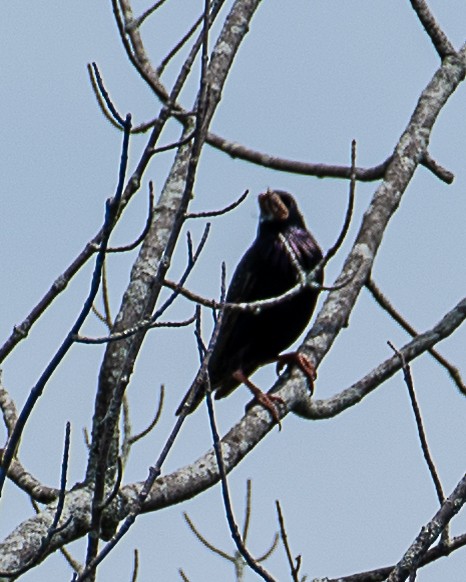 European Starling - ML620875749