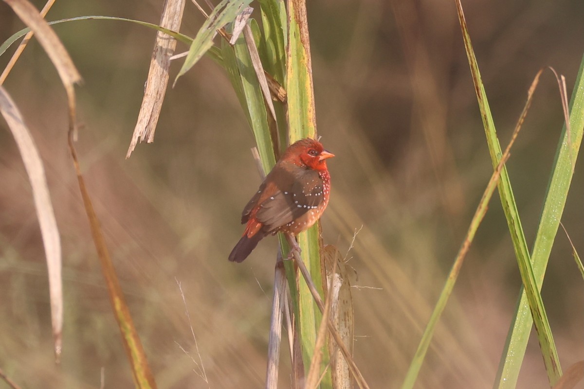 Red Avadavat - ML620875754