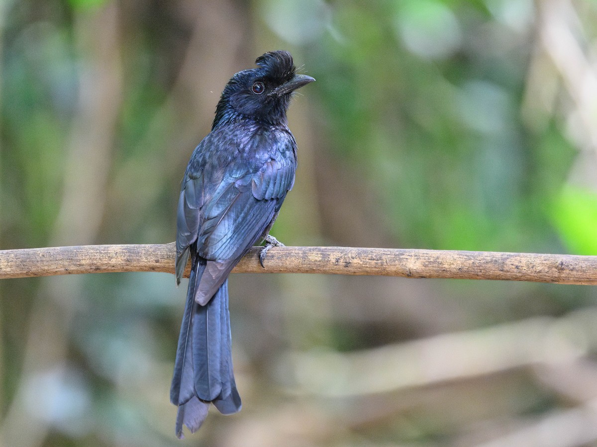 Greater Racket-tailed Drongo - ML620875768