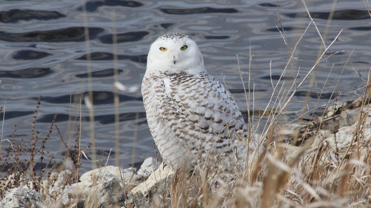 Snowy Owl - ML620875775