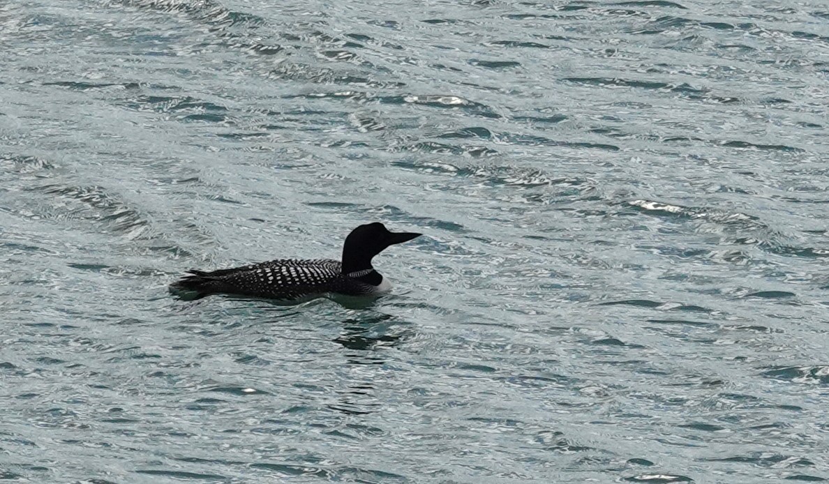 Common Loon - ML620875778