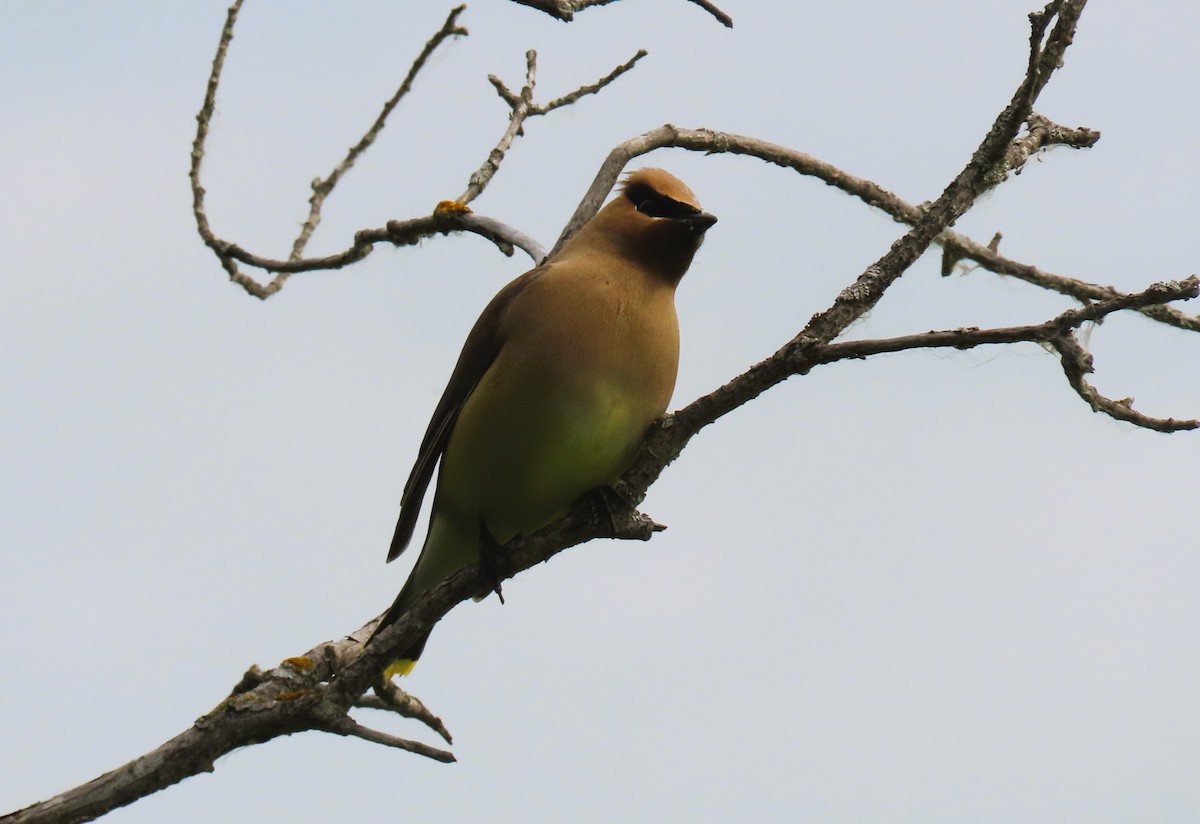 Cedar Waxwing - ML620875800