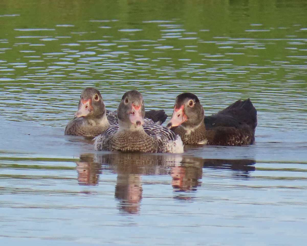 Muscovy Duck (Domestic type) - ML620875801