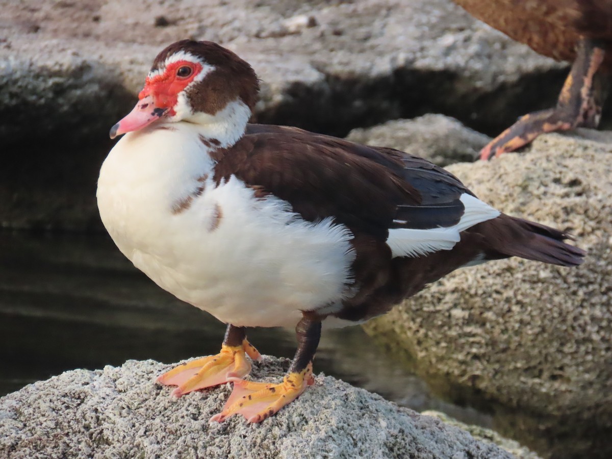 Muscovy Duck (Domestic type) - ML620875804