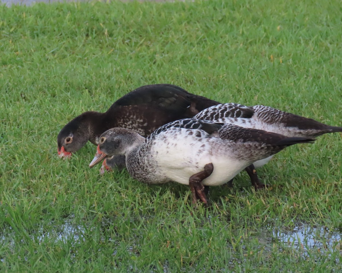 Muscovy Duck (Domestic type) - ML620875807