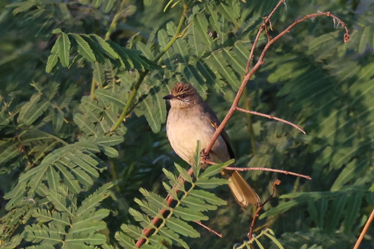 Streak-eared Bulbul - ML620875813