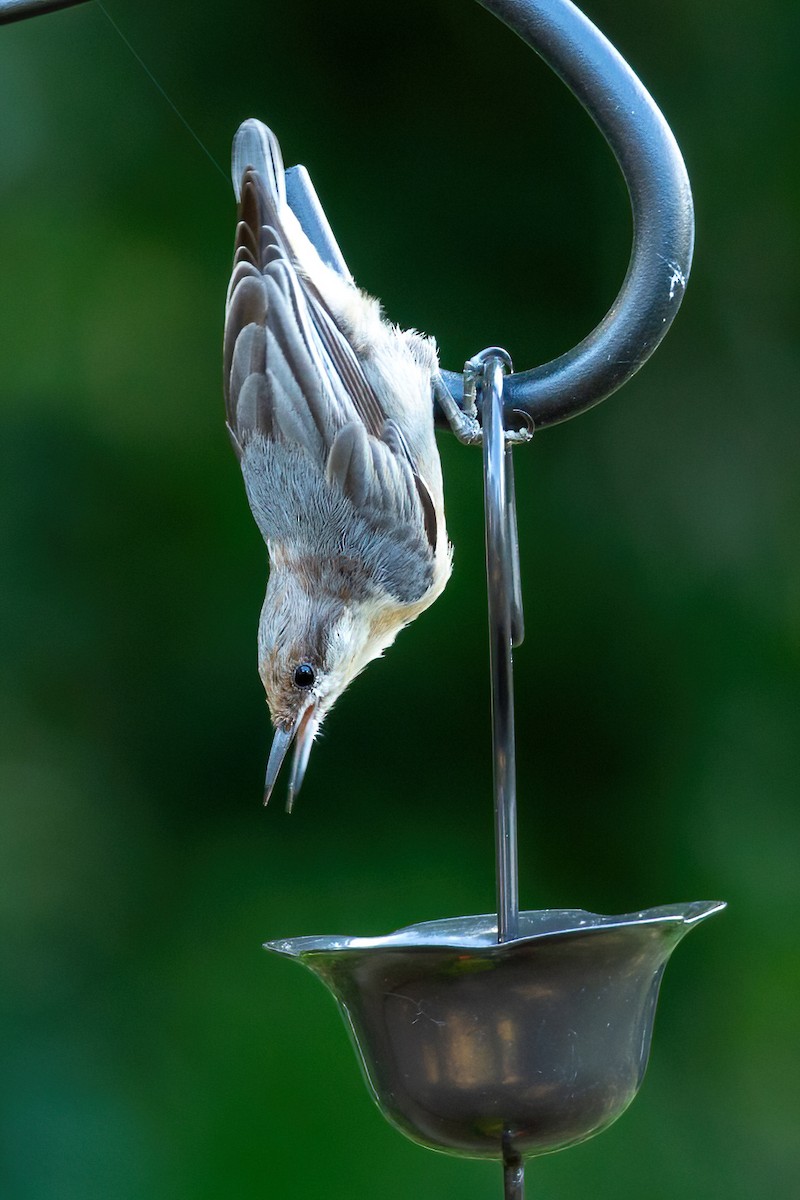 Brown-headed Nuthatch - ML620875815