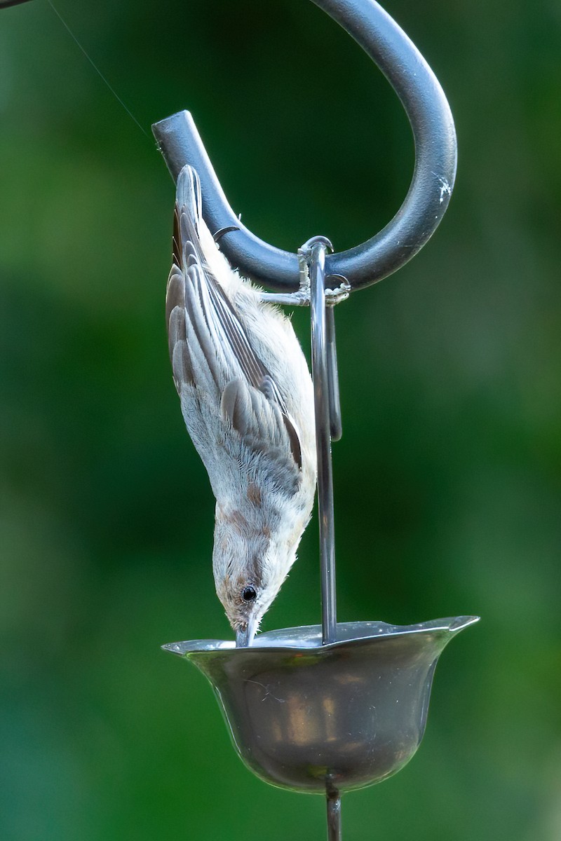 Brown-headed Nuthatch - ML620875817