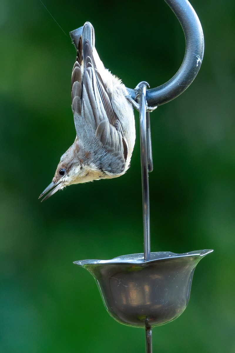 Brown-headed Nuthatch - ML620875818