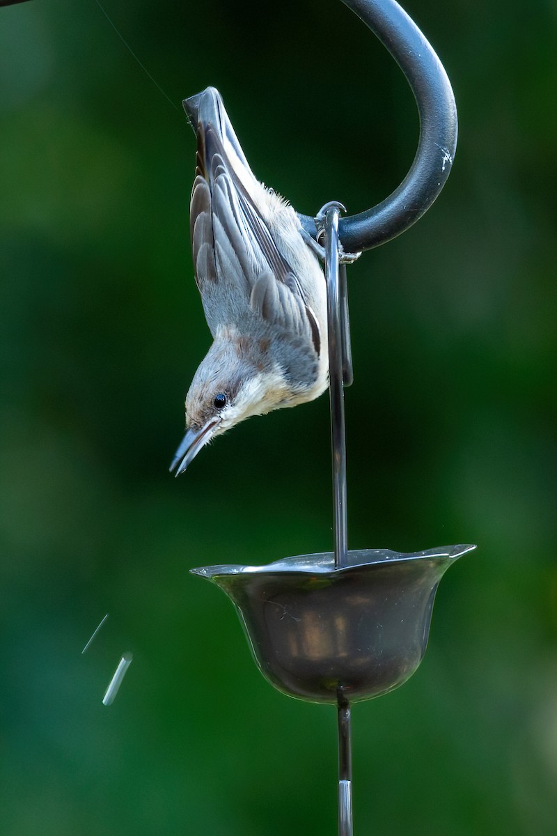 Brown-headed Nuthatch - ML620875820