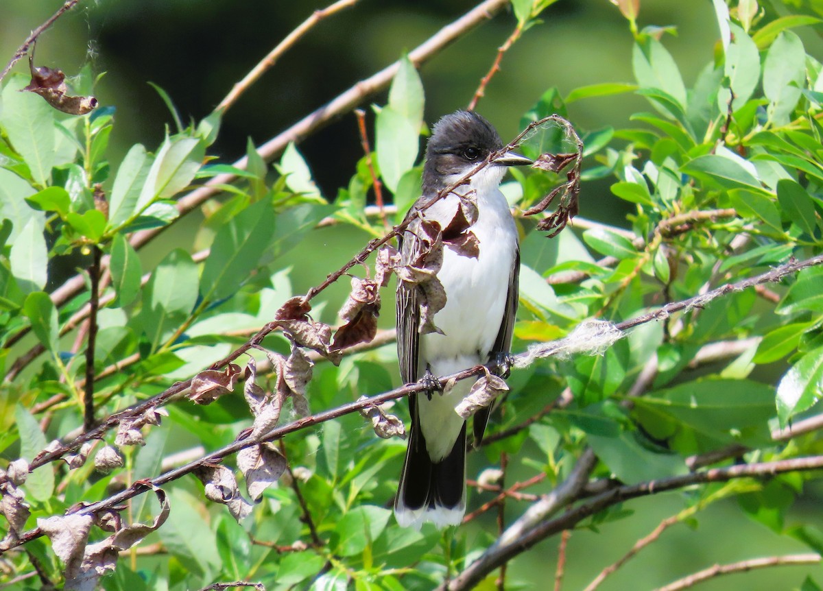 Eastern Kingbird - ML620875823